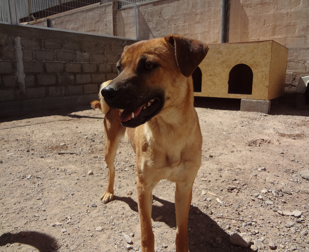 fundación anastasia para la protección canina